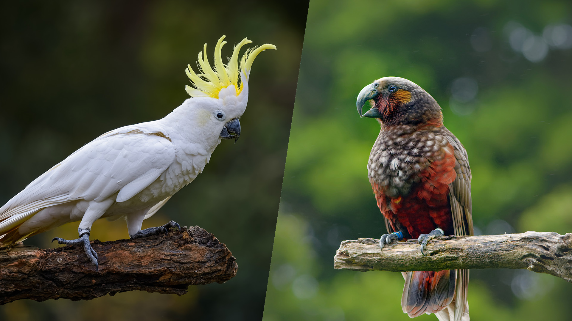 Data from NZ and Australia combined